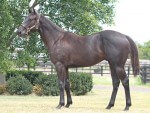 Cosmic Kheleyf as a yearling