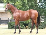 Gallant Express as a yearling