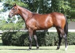 High Chaparral x Acceleration_06-02-2015_GEN_Lauriston Thoroughbred Farm__553