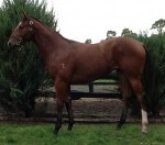 Lot 107 Magnus x Here For Glory