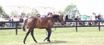 Lot 138,Excites x Caffe Francais_12-02-2012_GEN_Lauriston Thoroughbreds__959