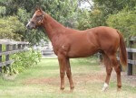Lot 276,Foreplay x Gal Express_31-01-2014_GEN_Lauriston Thoroughbred Farm__1256