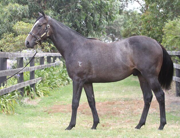 Lot 28 Street Cry x Gold Edition