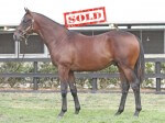 Lot 405,Redoute's Choice x Glimmers_10-02-2013_GEN_Lauriston Thoroughbred Farm__302- sold