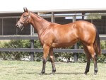 Lot 452,Charge Forward x Paramount_31-01-2014_GEN_Lauriston Thoroughbred Farm__1871