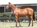 Lot 477,Flying Spur x Pride Of Encosta_31-01-2014_GEN_Lauriston Thoroughbred Farm__2399