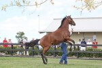 Lot 552,Reset x Gal Express_12-02-2012_GEN_Lauriston Thoroughbreds__923