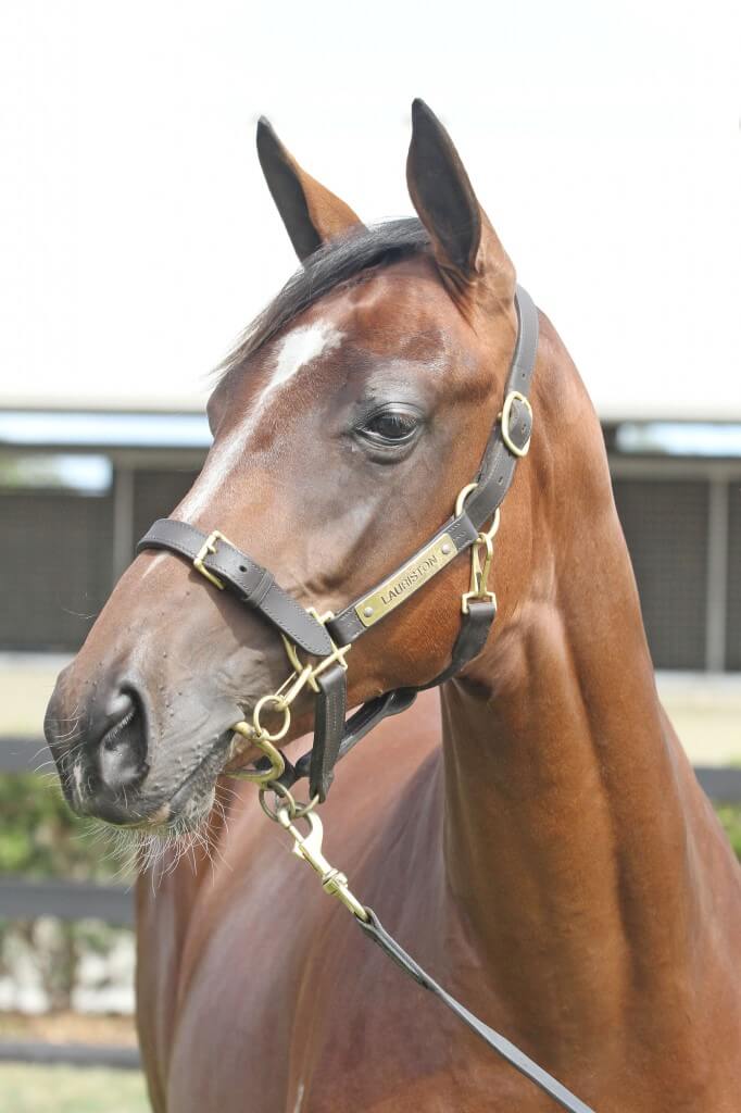 Lot 761,Domesday x Partygoer_10-02-2013_GEN_Lauriston Thoroughbred Farm__1015