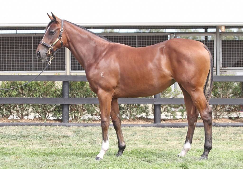 Lot 761,Domesday x Partygoer_10-02-2013_GEN_Lauriston Thoroughbred Farm__993