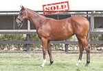 Lot 761,Domesday x Partygoer_10-02-2013_GEN_Lauriston Thoroughbred Farm__993 -sold