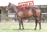 Lot 84,Al Maher x Spectacula_10-02-2013_GEN_Lauriston Thoroughbred Farm__1333 - sold
