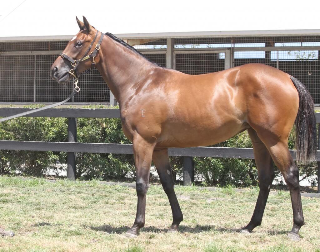 Lot 92,Teofilo x Encapsulate_31-01-2014_GEN_Lauriston Thoroughbred Farm__2562