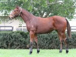 Pierro x Emilydelago_15-05-2015_GEN_Lauriston Thoroughbred Farm__402