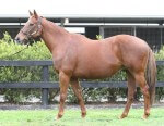 Pride Of Encosta_15-05-2015_GEN_Lauriston Thoroughbred Farm__458