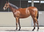 Rapid Link as a yearling