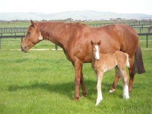 Couperin in October 2009 - just a week old with his dam Tendue