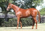 Toorak Toff x Entango_06-02-2015_GEN_Lauriston Thoroughbred Farm__1145 use