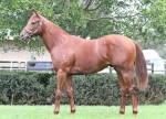 Wanted x Gal Express_15-05-2015_GEN_Lauriston Thoroughbred Farm__138